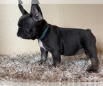 Small Photo #7 French Bulldog Puppy For Sale in BRENTWOOD, CA, USA