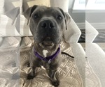 Small #1 American Pit Bull Terrier Mix