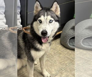 Siberian Husky Dogs for adoption in Rustburg, VA, USA
