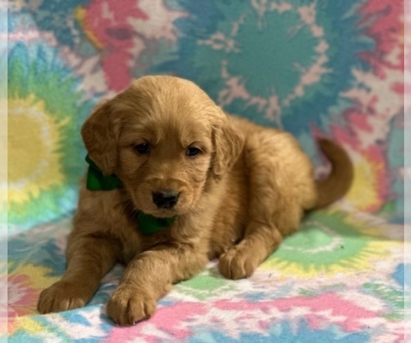 Medium Photo #2 Golden Retriever Puppy For Sale in LANCASTER, PA, USA