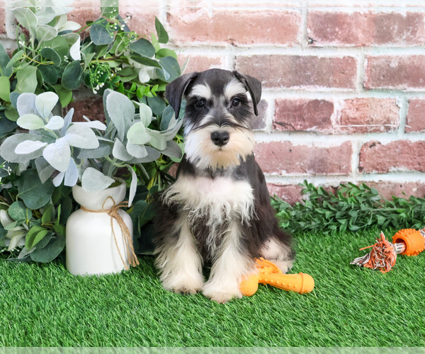 Medium Photo #7 Schnauzer (Miniature) Puppy For Sale in SYRACUSE, IN, USA