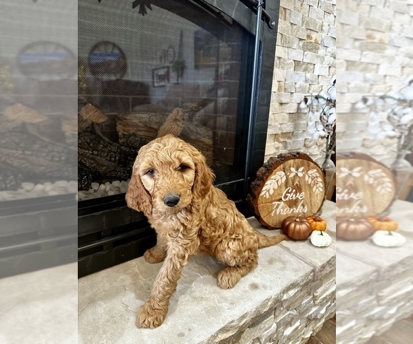 Medium Photo #12 Goldendoodle Puppy For Sale in MONTROSE, CO, USA