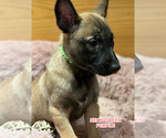 Small Photo #4 Belgian Malinois Puppy For Sale in HOUSTON, TX, USA