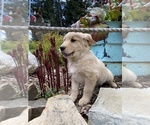 Small Photo #3 Golden Retriever Puppy For Sale in PLUMMER, ID, USA