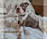 Small #5 Boston Terrier