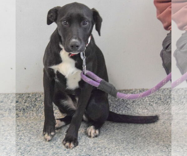 Medium Photo #3 Borador Puppy For Sale in Huntley, IL, USA