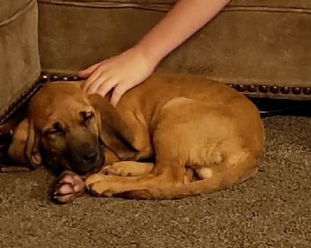 Medium Photo #1 Bloodhound Puppy For Sale in HARTVILLE, MO, USA