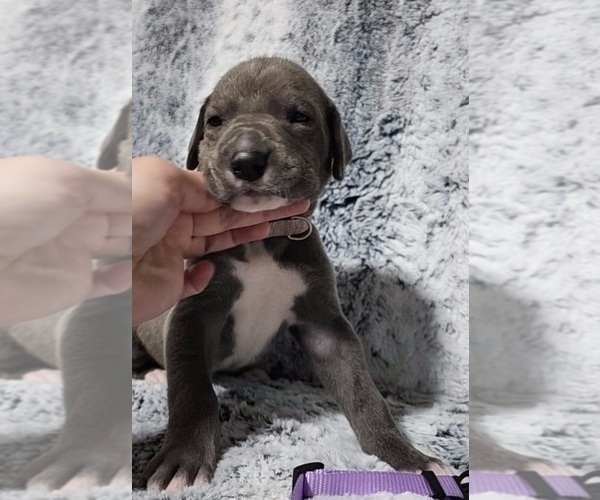 Medium Photo #2 Great Dane Puppy For Sale in OGDEN, UT, USA