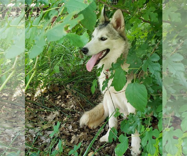 Medium Photo #2 Siberian Husky Puppy For Sale in Guthrie, OK, USA