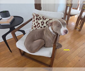 PEARL - Female Staffordshire Bull Terrier-Unknown Mix Dog for Adoption - Photo #9