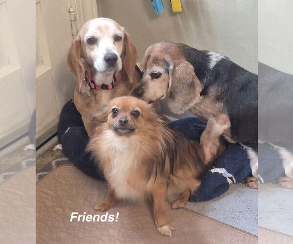 Medium Photo #3 Beagle Puppy For Sale in Cary, NC, USA