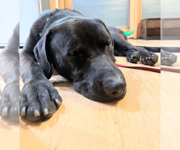 Medium Photo #9 Labrador Retriever-Unknown Mix Puppy For Sale in San Diego, CA, USA