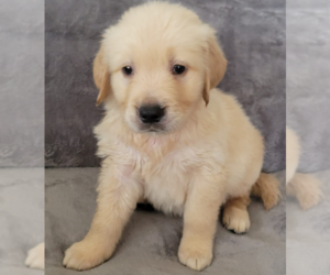Golden Retriever Puppy for sale in MINGO JUNCTION, OH, USA