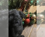 Puppy 7 Aussiedoodle-Goldendoodle Mix