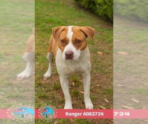 American Bulldog-Unknown Mix Dogs for adoption in Mobile, AL, USA