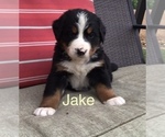 Puppy Jake Bernese Mountain Dog