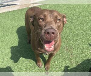 American Staffordshire Terrier-Unknown Mix Dogs for adoption in Grand Prairie, TX, USA