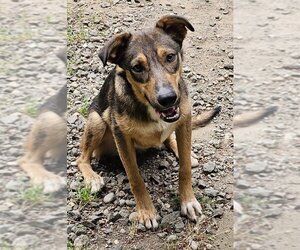 German Shepherd Dog-Unknown Mix Dogs for adoption in Olalla, WA, USA