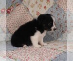 Small Photo #41 Miniature Australian Shepherd Puppy For Sale in HARRISON, OH, USA