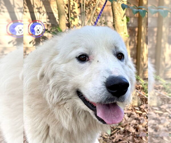 Medium Photo #6 Great Pyrenees Puppy For Sale in Spring, TX, USA