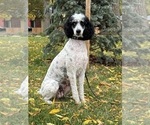 Small Photo #1 Miniature Bernedoodle Puppy For Sale in LONGMONT, CO, USA