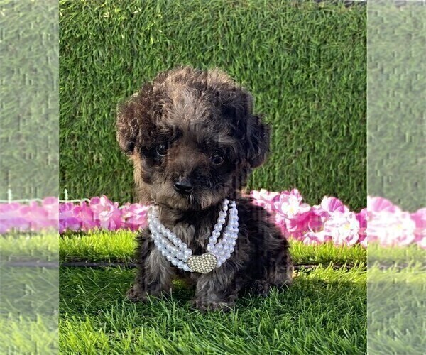 Medium Photo #8 Poodle (Toy) Puppy For Sale in TAMPA, FL, USA