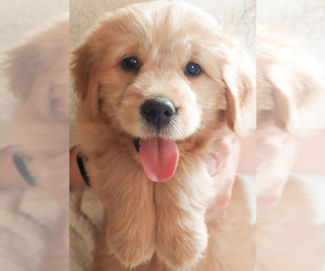 Golden Retriever-Shih Tzu Mix Puppy for sale in HORTONVILLE, WI, USA