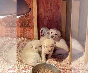 Labrador Retriever Puppy for sale in COLBY, WI, USA