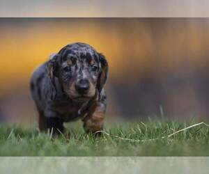 Dachshund Puppy for sale in ROWLEY, MA, USA