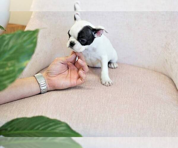 Medium Photo #4 French Bulldog Puppy For Sale in FULLERTON, CA, USA