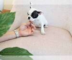 Small Photo #4 French Bulldog Puppy For Sale in FULLERTON, CA, USA