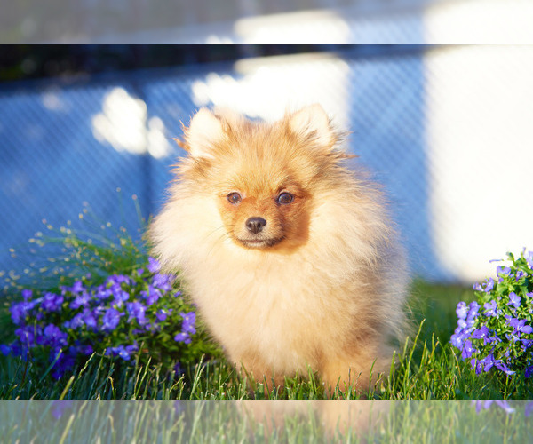 Medium Photo #7 Pomeranian Puppy For Sale in WOOD DALE, IL, USA