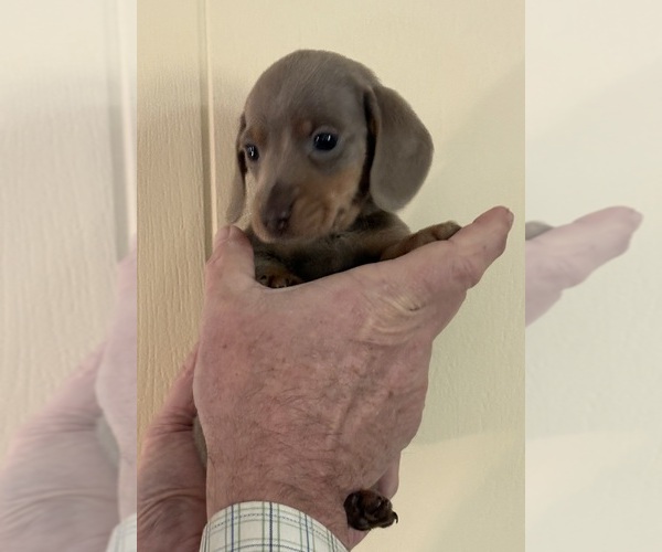 Medium Photo #1 Dachshund Puppy For Sale in CHARLOTTESVILLE, VA, USA