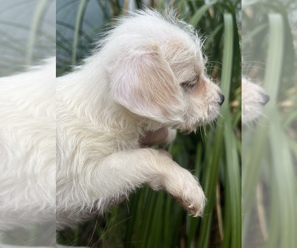 Medium Photo #1 Malchi-Poodle (Miniature) Mix Puppy For Sale in VENETA, OR, USA