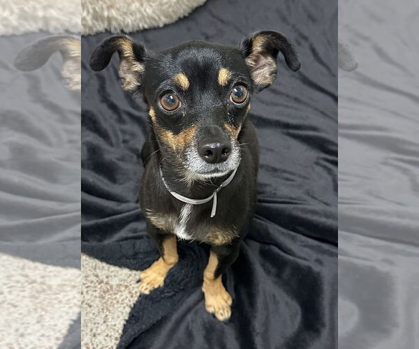 Medium Photo #2 Chihuahua Puppy For Sale in Salinas, CA, USA