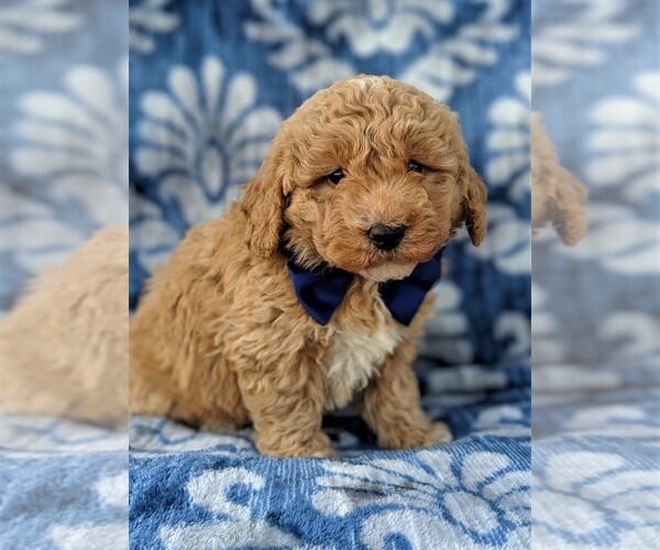 Medium Photo #3 Bichpoo Puppy For Sale in LANCASTER, PA, USA