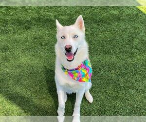 Siberian Husky Dogs for adoption in Orange, CA, USA