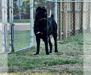 Mother of the Cane Corso puppies born on 06/19/2022