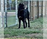 Small Photo #1 Cane Corso Puppy For Sale in AYNOR, SC, USA