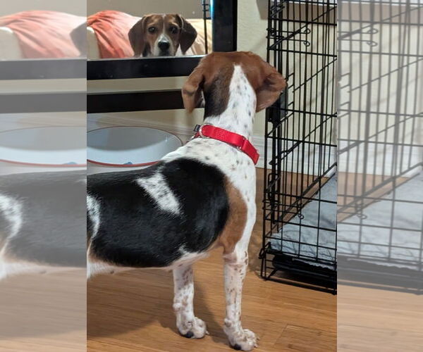 Medium Photo #4 Beagle Puppy For Sale in Dunnellon, FL, USA