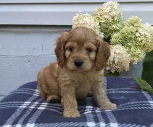 Cockapoo Puppy for sale in STANLEY, WI, USA