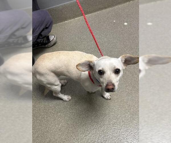 Medium Photo #1 Chihuahua-Unknown Mix Puppy For Sale in Las Vegas, NV, USA