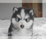 Small #4 Pomsky