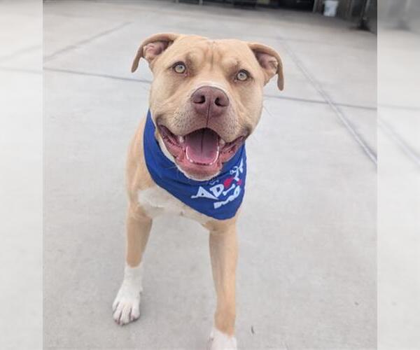 Medium Photo #3 American Staffordshire Terrier-Labrador Retriever Mix Puppy For Sale in Denver, CO, USA