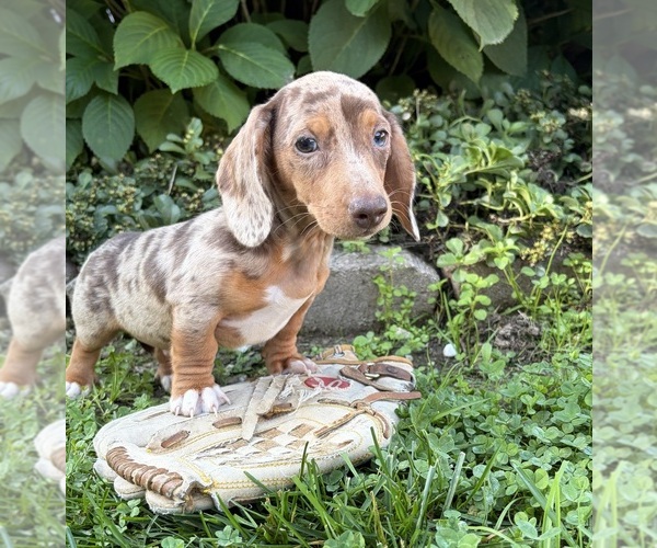 Medium Photo #6 Dachshund Puppy For Sale in MIDDLEBURY, IN, USA