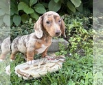 Finn - Male Dachshund Puppy for Sale - Photo #6
