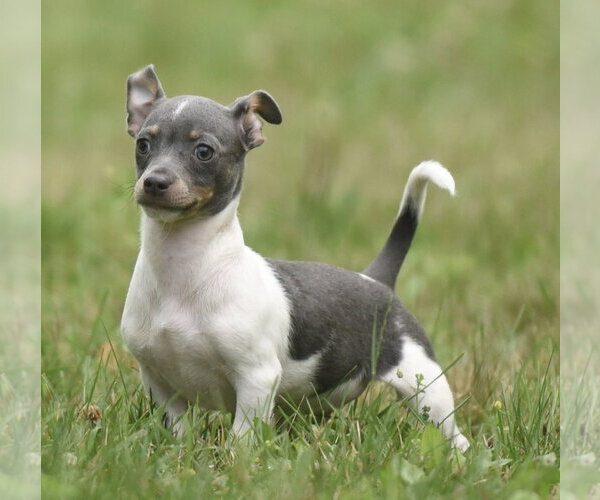 Medium Photo #3 Chihuahua Puppy For Sale in Mechanicsburg, PA, USA