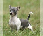 Small #2 Chihuahua