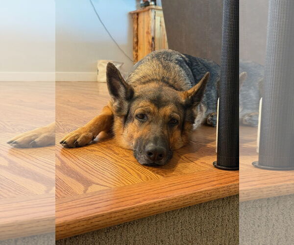 Medium Photo #2 German Shepherd Dog-Unknown Mix Puppy For Sale in Fort Collins, CO, USA