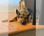 Small #1 German Shepherd Dog Mix